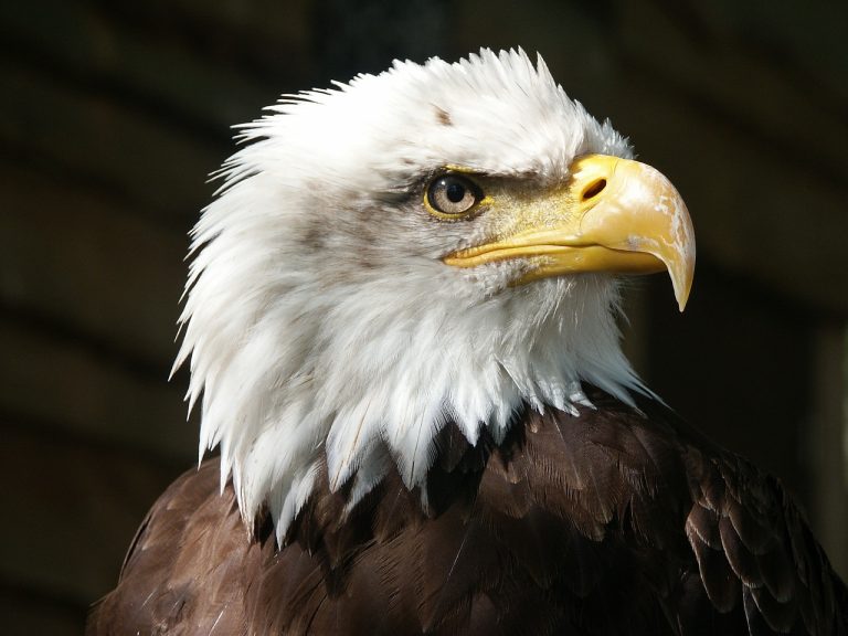 bald eagle, eagle, raptor-550804.jpg