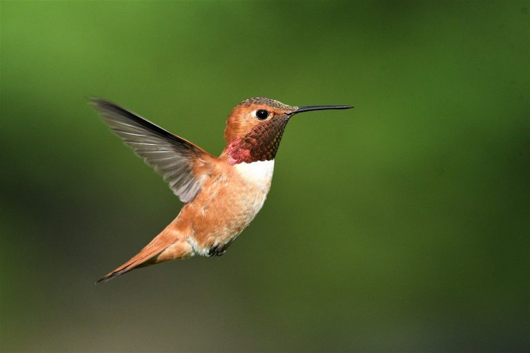 bird, hummingbird, rufus-8004544.jpg