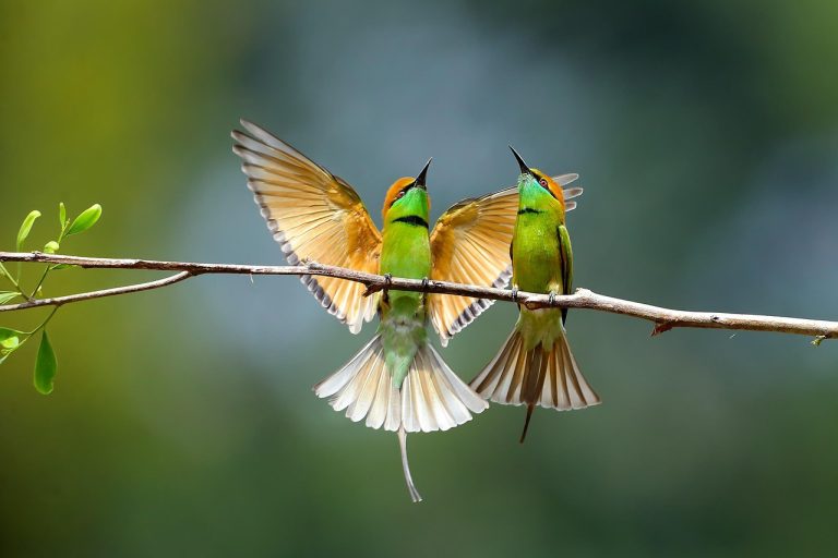 birds, asian green bee-eater, ornithology-4551002.jpg