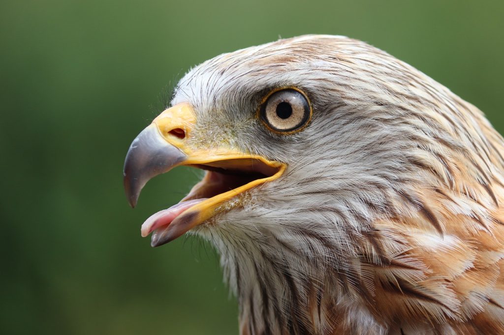 falcon, close up, animal portrait-5468518.jpg