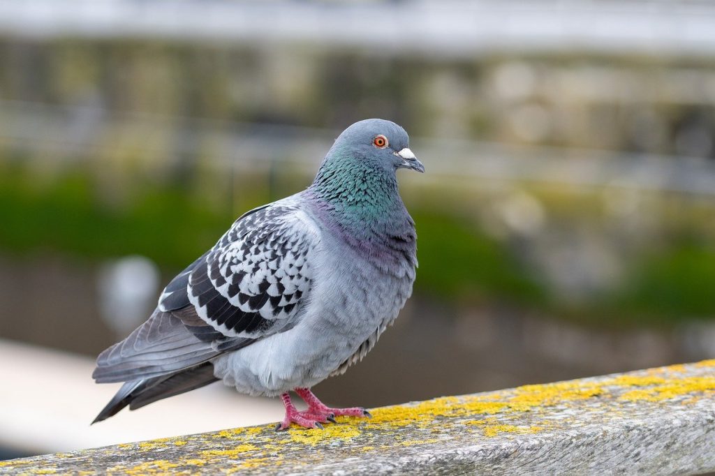 pigeon, nature, stock dove-7974811.jpg