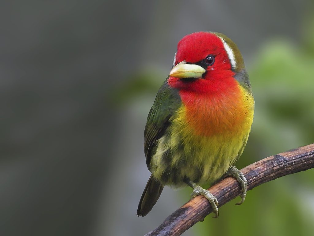 red-headed barbet, bird, animal-5679905.jpg