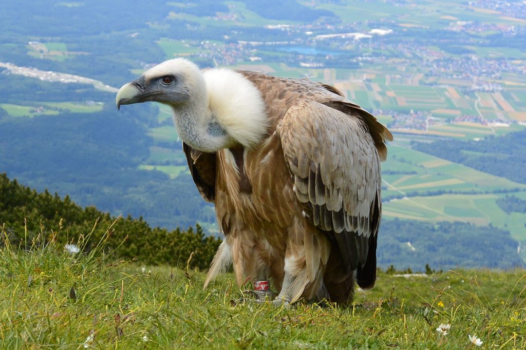 vulture, scavengers, salzburg-708784.jpg