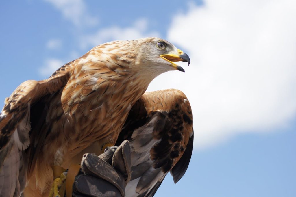 golden-eagle-animal-bird-bill-35548.jpg