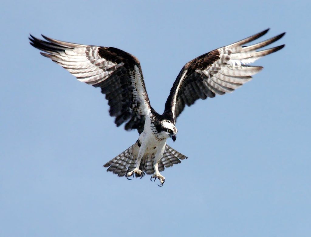 osprey-adler-bird-of-prey-raptor-73825-73825.jpg
