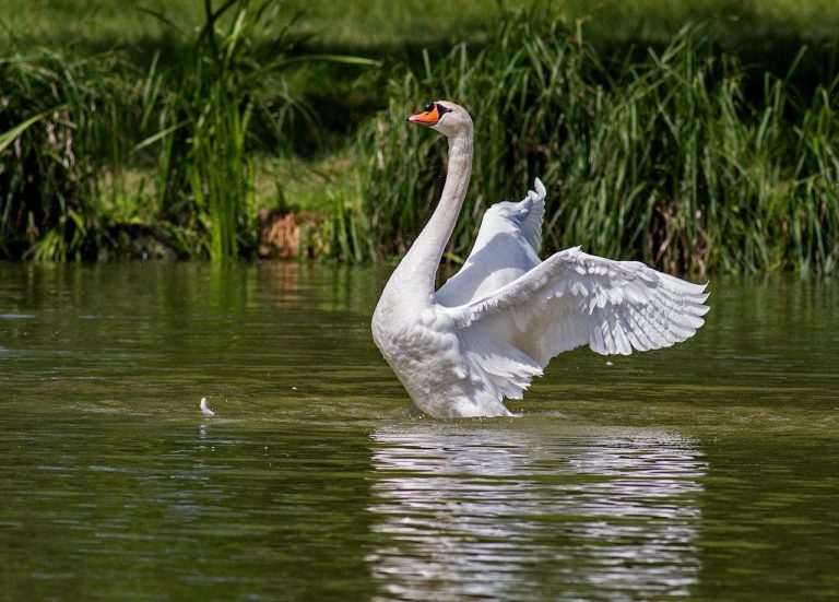 swan-water-bird-animal-nature-54635-54635.jpg