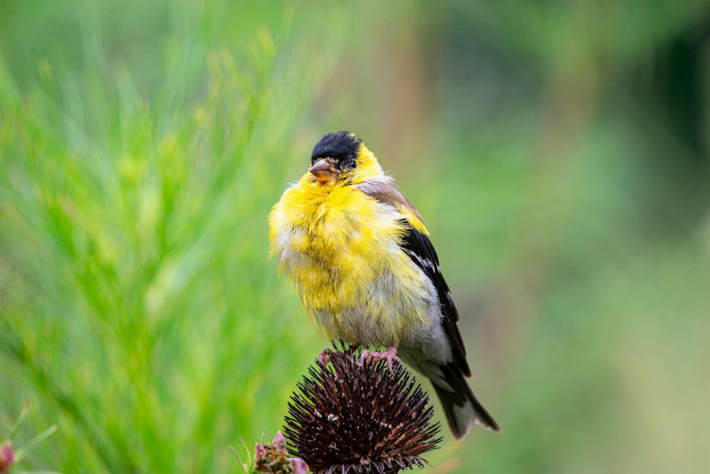 Cute Fluffy Goldfinch