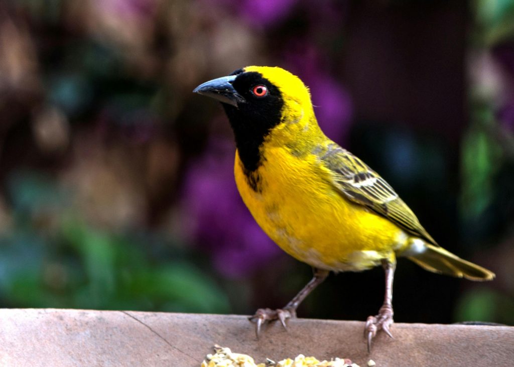 Bird Perching on Outdoors